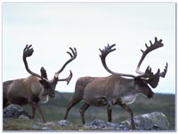 Caribou